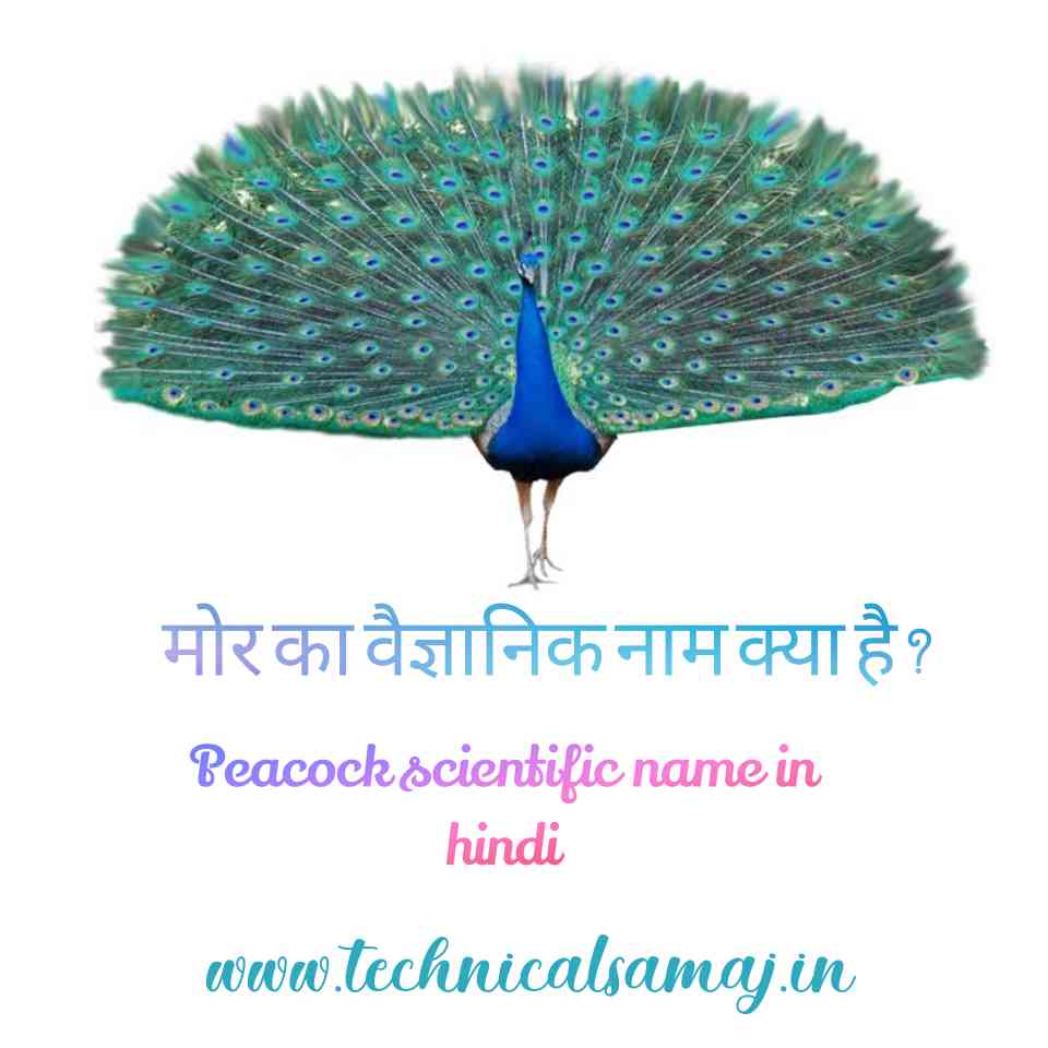 mor ka vaigyanik naam,Mor ka vaigyanik naam in hindi,Peacock scientific name in hindi ,