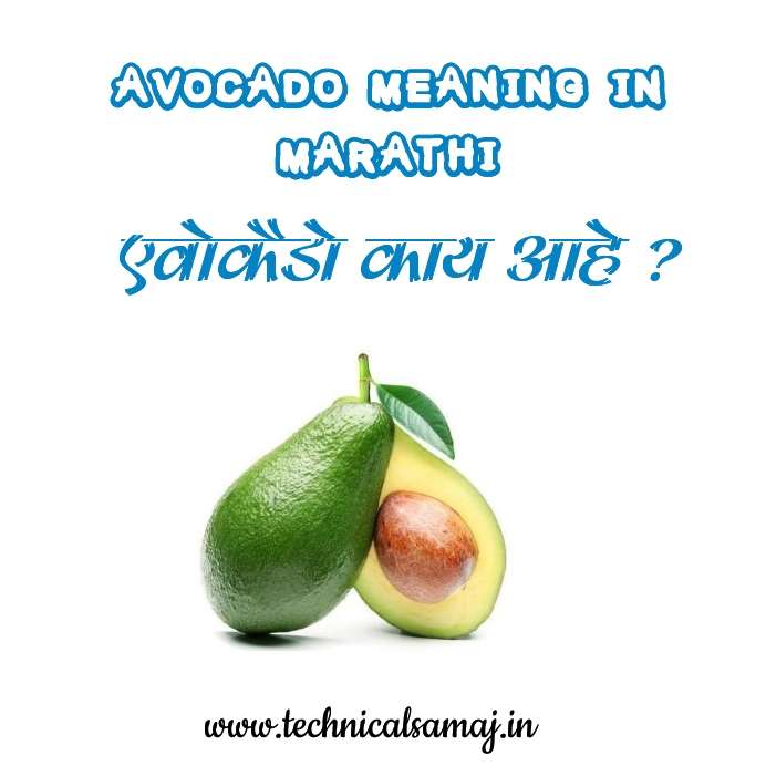 avocado meaning in marathi 1499499368