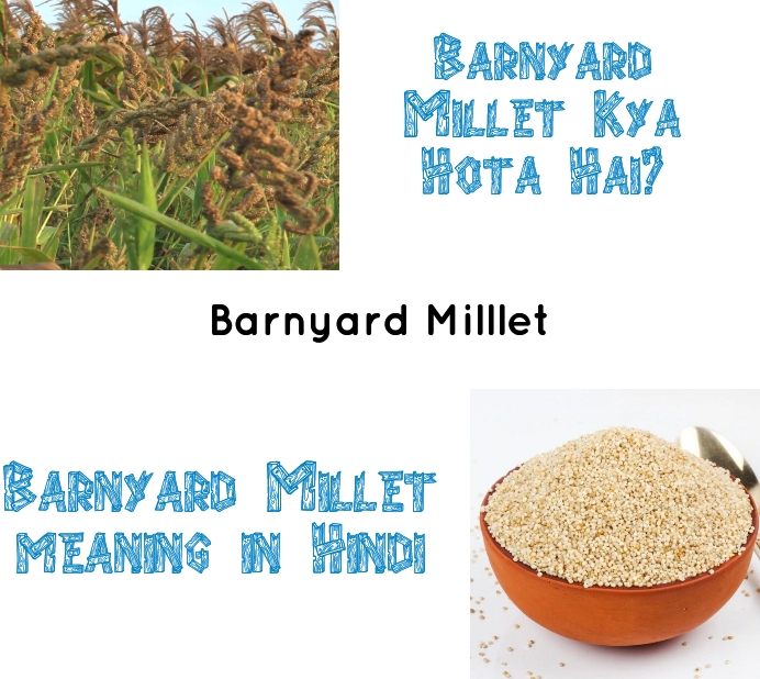Barnyard Millet Meaning In Hindi, Barnyard Millet Meaning In Marathi, Barnyard Millet Benefits In Hindi,Barnyard Millet kya hota hai